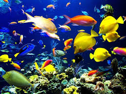 L'aquarium