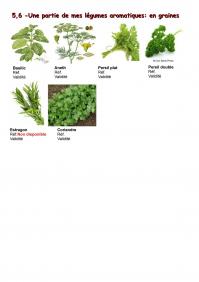 5 6 legumes aromatiques 1