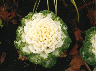 Bon Samedi Choux-deco-blanc-vert