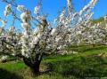 Cerisieren fleurs