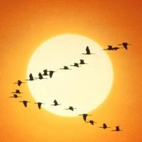 Migration des oiseaux
