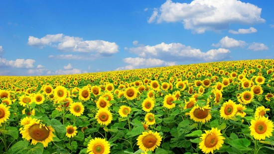 A l'arrière saison les tournesols