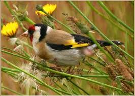 La joie des oiseaux avec les premières fleurs