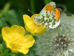La joie des papillons avec les premières fleurs