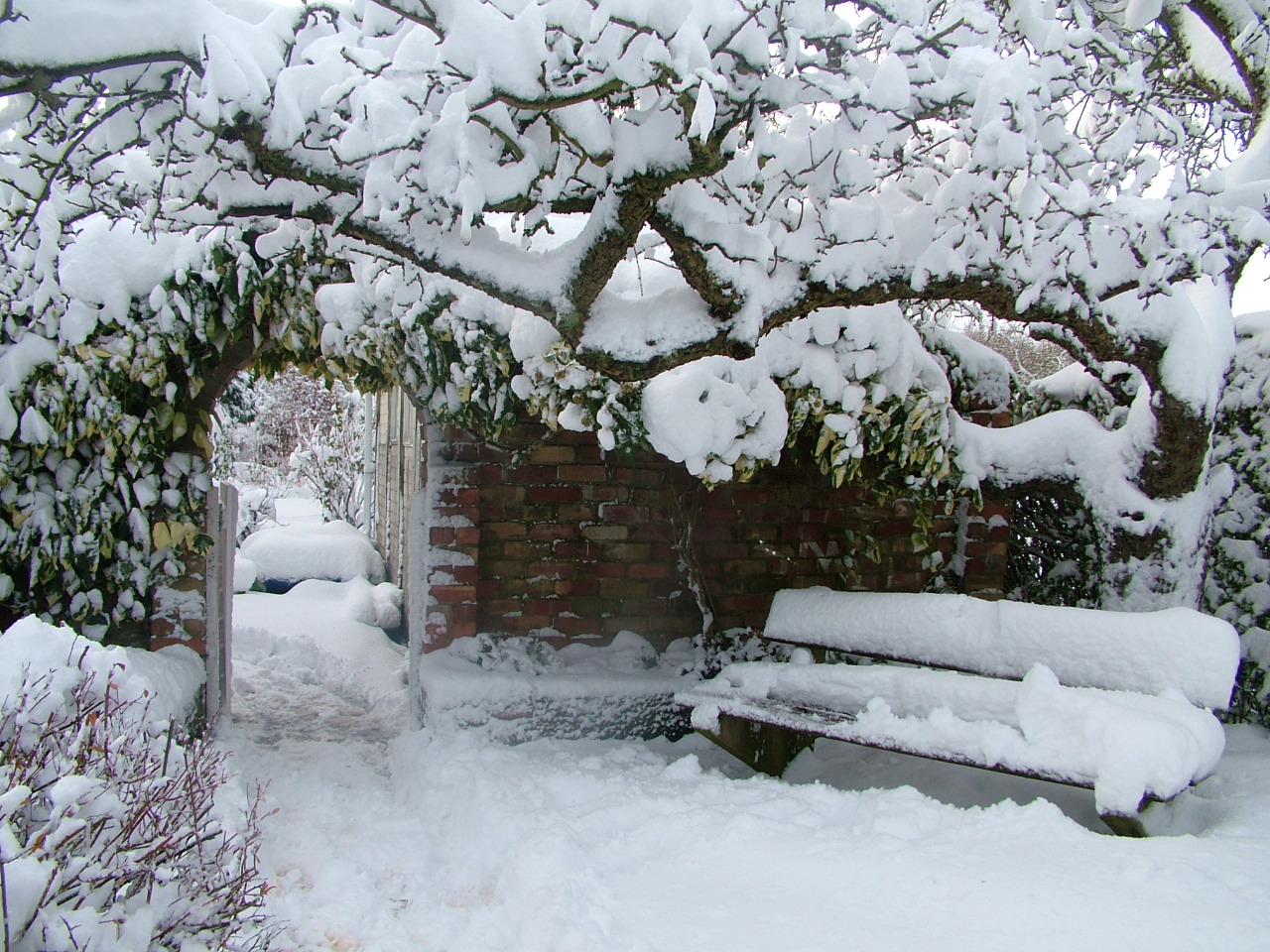 Les arbres sous la neige