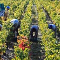 Les rangées de vignes