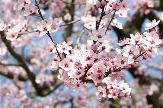 Premières fleurs les prunus