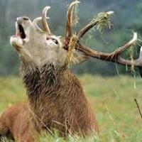 Le brâme du cerf
