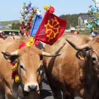 Départ de la transhumance
