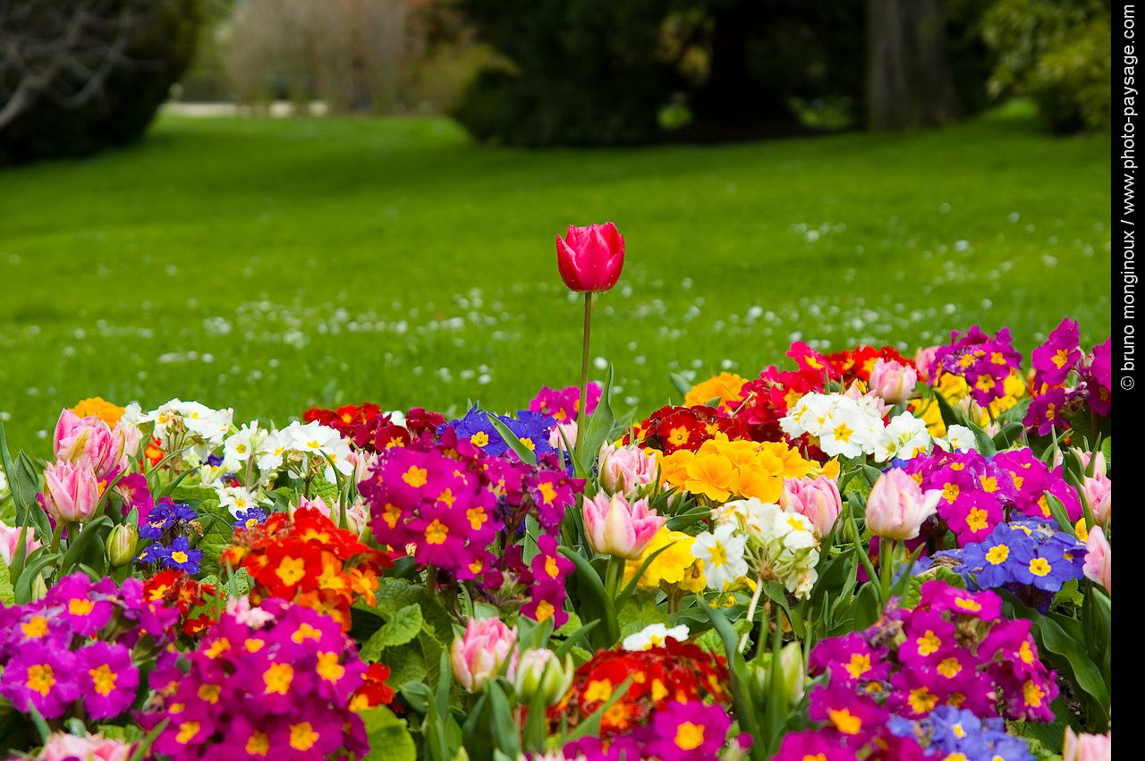 Les primevères et première tulipe