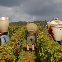 Transport des raisins