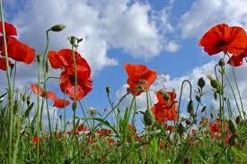 Gentil coquelicot, Mesdames