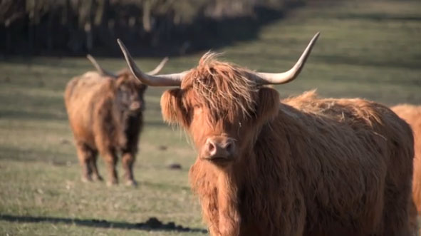 Les vaches highlandaises