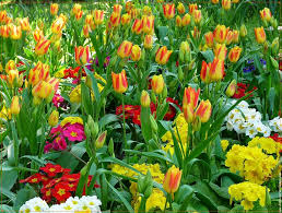 Champs de tulipes