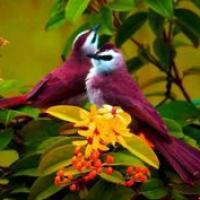 Migration des oiseaux