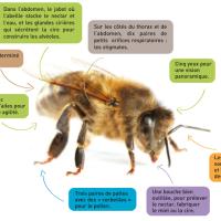 Abeille