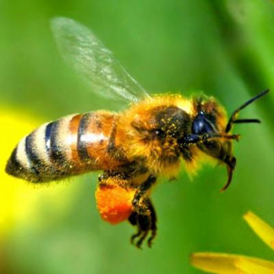 Les abeilles