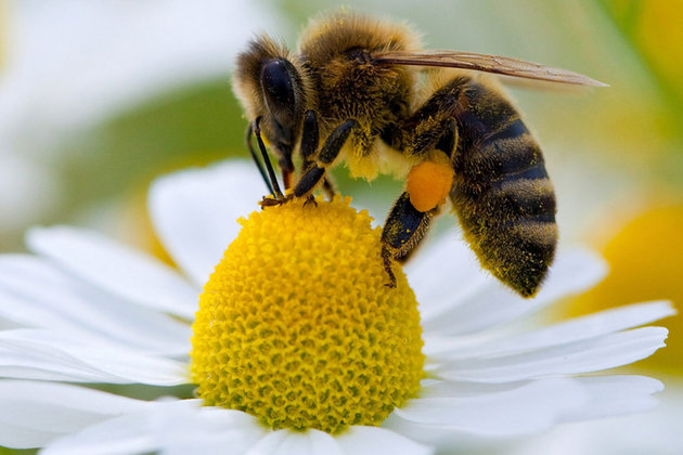 Abeille fleur pollen