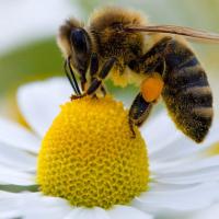 Abeille fleur pollen