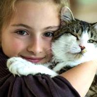 Amour de chat