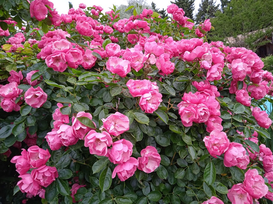 Avalanche de roses