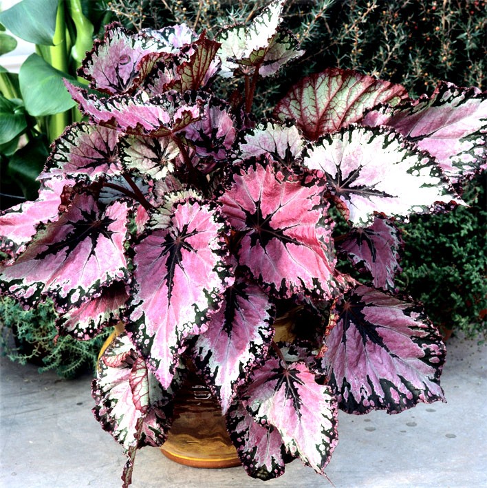 Begonias tubéreux