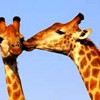 Bisous de giraphe