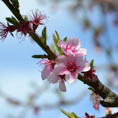Fleurs de pêchers