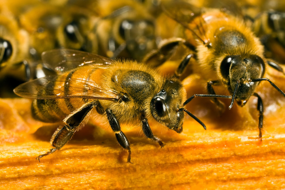 Vie des abeilles dans la ruche