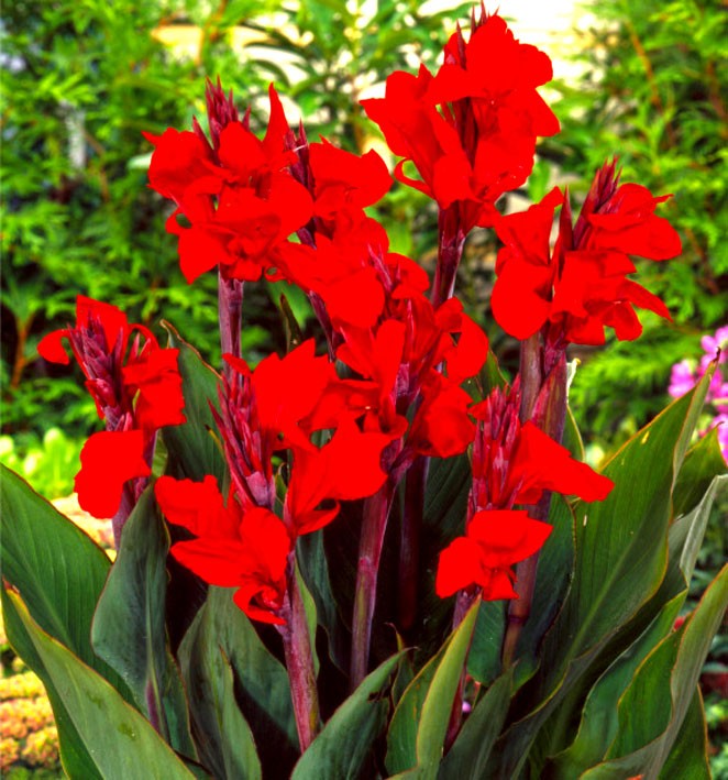 Cannas rouge feux