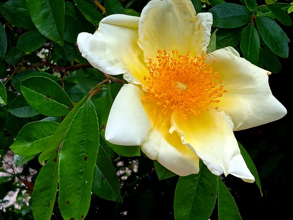 Coeur de rose jaune