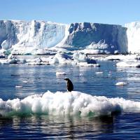 Désolation au pôle nord