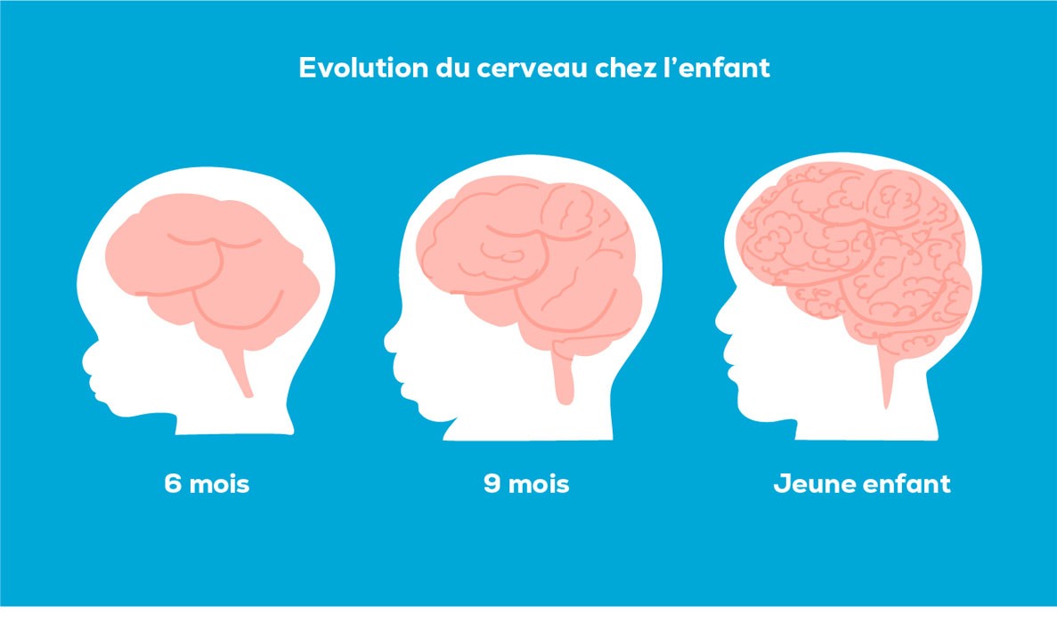 Evolution du cerveau chez l enfant