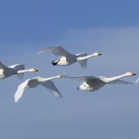 Migration des oiseaux