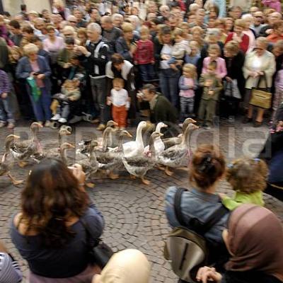 La transhumance