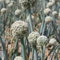 Fleurs à graines