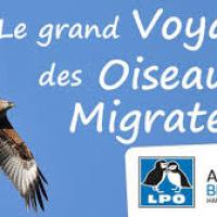 Migration des oiseaux
