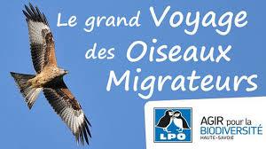 La migration des oiseaux