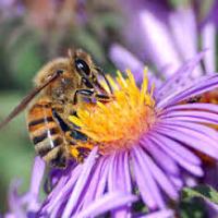 Abeilles butineuse