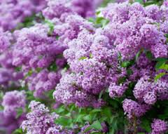  Les lilas