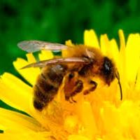 	 Abeilles butineuse