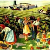 Les vendanges
