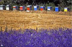 Ces ruches et champ de lavandes