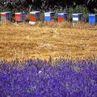 Ces ruches et champ de lavandes