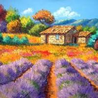 Paysage provençales avec ses lavandes
