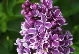  Les lilas