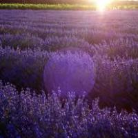 Couché de soleil sur les lavandes