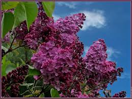  Les lilas