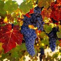 Un belle grappe 