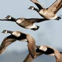 Migration des oiseaux